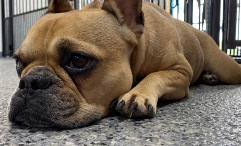 Photo of a small dog lying on the chip and flake floor coating in a vet office